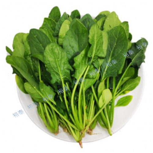 菠菜苗