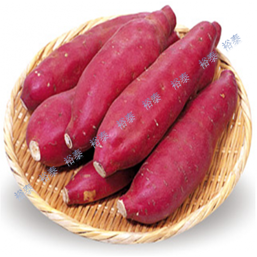 日本種蕃薯 (紅皮黃肉)  