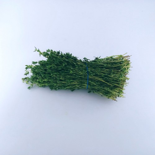 百里香/麝香草