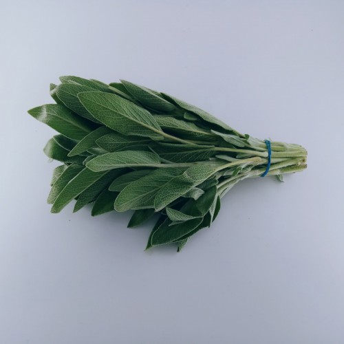 西子/鼠尾草