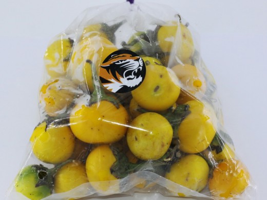 泰國黃圓茄<黃珍珠茄>