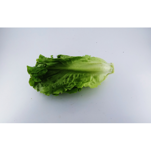 唐生菜