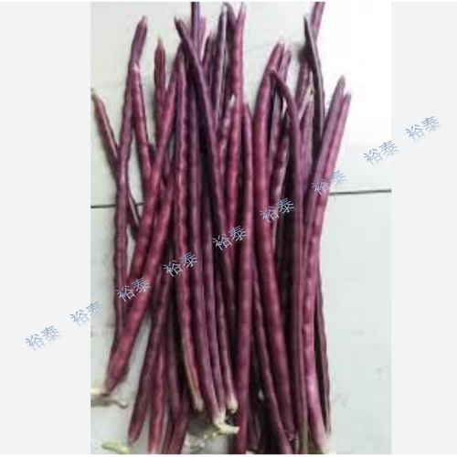 紫色長豆