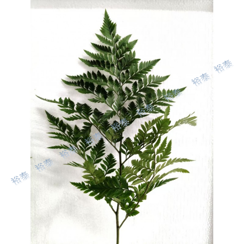 羊齒葉（楊子葉）